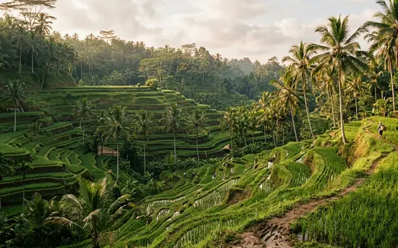 Tegalalang & Ubud — Kintamani Sunrise & Ubud